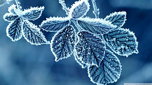 green leafed plant, plants, ice, snow, trees