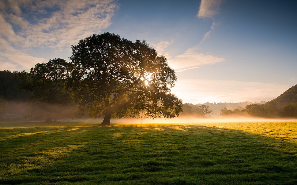 brown and white tree painting, field HD wallpaper