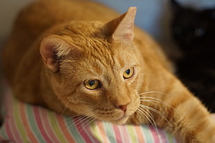 closeup photo of orange tabby cat lying on top of pink multicolored striped textile