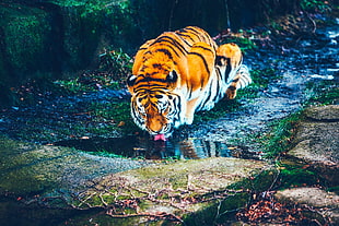 tiger drinking on river HD wallpaper