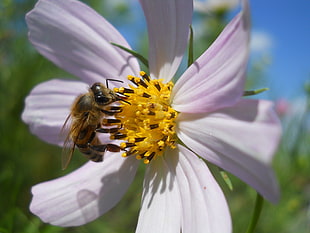 honeybee perched on yellow and white petaled flower in closeup photo