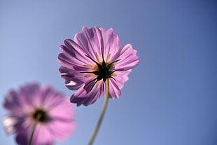 tilt shift lens photography of purple flower HD wallpaper