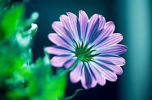 shallow focus photo of purple and white flower HD wallpaper