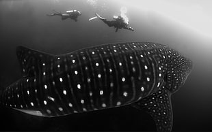 greyscale photo of two people snorkeling underwate with big whale, shark, animals, divers, monochrome HD wallpaper