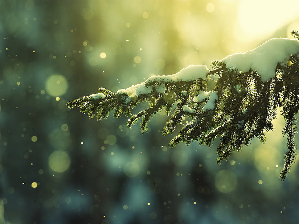 photography of shallow focus on snow green Pine tree leaves HD wallpaper