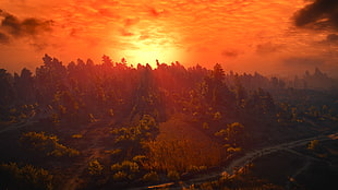 forest, The Witcher 3: Wild Hunt, video games