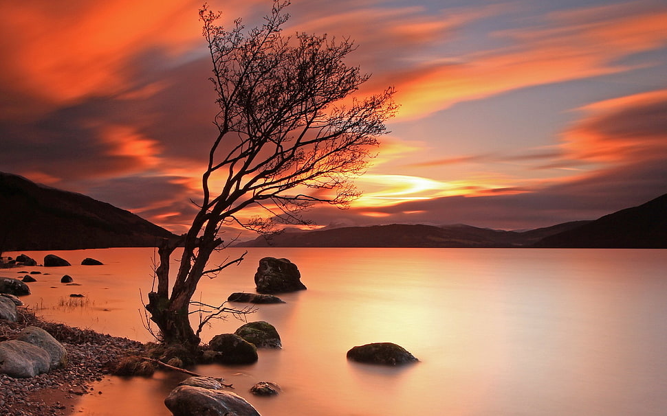 silhouette of tree, nature HD wallpaper