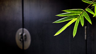 close photo of green leaves, leaves, plants, macro HD wallpaper