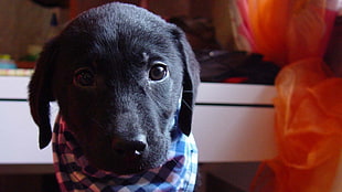 black Labrador Retriever puppy with blue and white handkerchief on the neck HD wallpaper