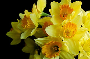 yellow-and-orange petaled flowers close-up photography