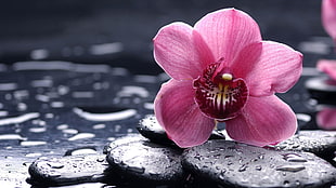 pink Orchid flower in bloom on black pebbles