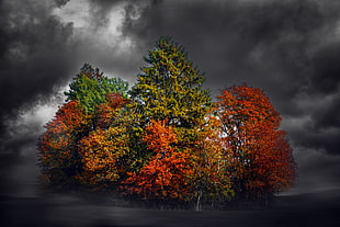 red and green leafed trees, fall, colorful, dark, sky