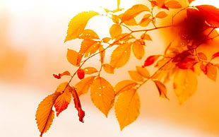orange leaves selective focus photography HD wallpaper