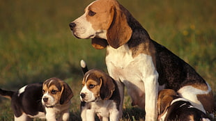 brown and black Beagle with three cubs