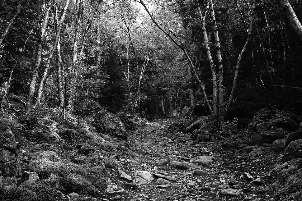 monochrome, forest HD wallpaper