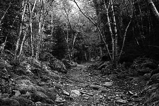 monochrome, forest