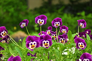 purple poppies