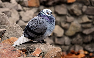 white and gray pigeon perch on stone photography