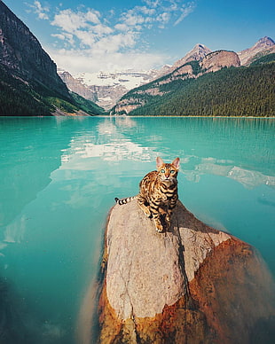 brown cat on rock formation surrounded by body of water, cat, landscape, mountains, water