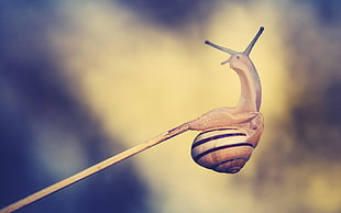 brown and black snail on stick HD wallpaper
