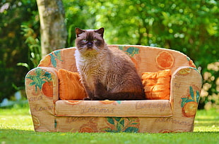 black and brown Siamese cat on brown fabric sofa chair during daytime