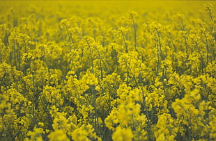 yellow rapeseed field, Flowers, Field, Yellow