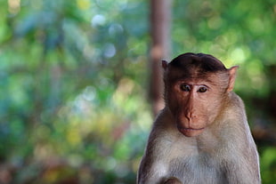 focus photo of monkey