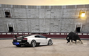 white Lamborghini sports coupe, luxury cars, Lamborghini, Bull