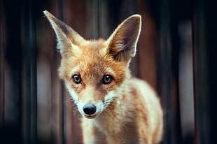 red fox