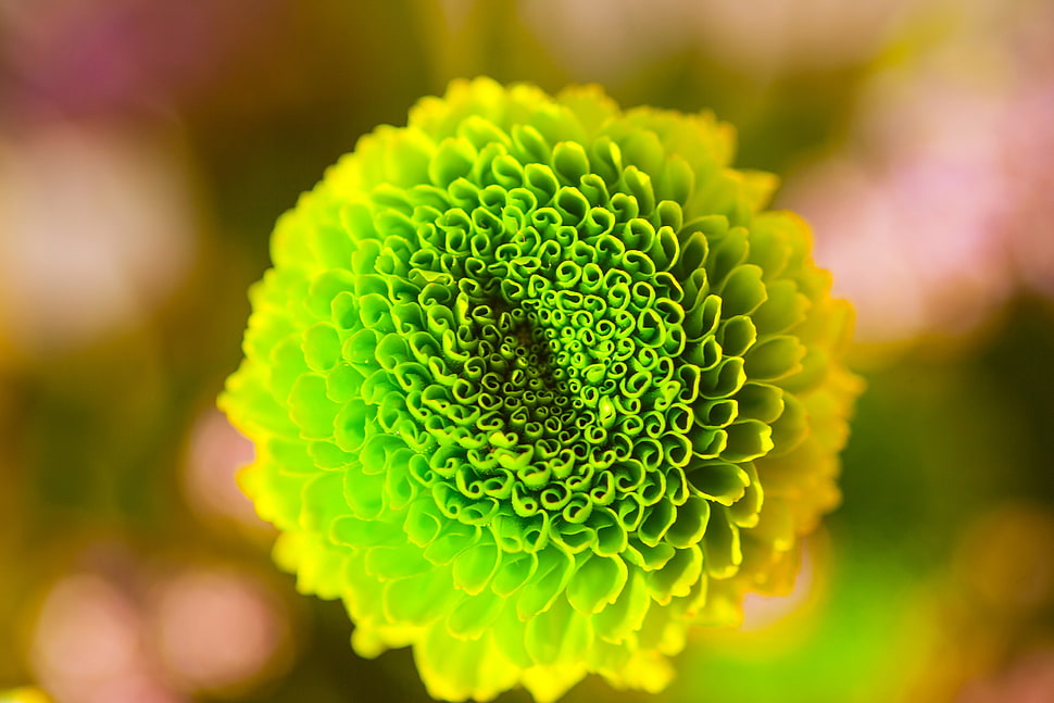 close-up photo of green and yellow chrysanthemum flower HD wallpaper