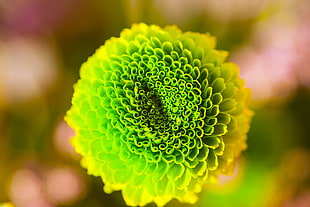 close-up photo of green and yellow chrysanthemum flower