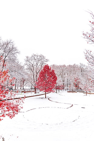 red tree, Winter, Trees, Snow