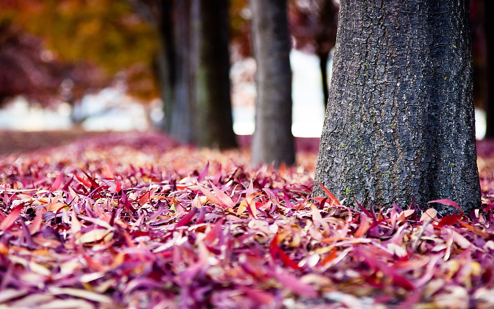 red and pink leaf, closeup HD wallpaper