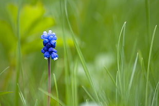macro photography of blue flower HD wallpaper