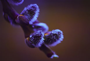 Branch,  Tree,  Willow,  Background HD wallpaper