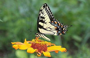 Tiger Swallowtail Butterfly perched on yellow flower HD wallpaper