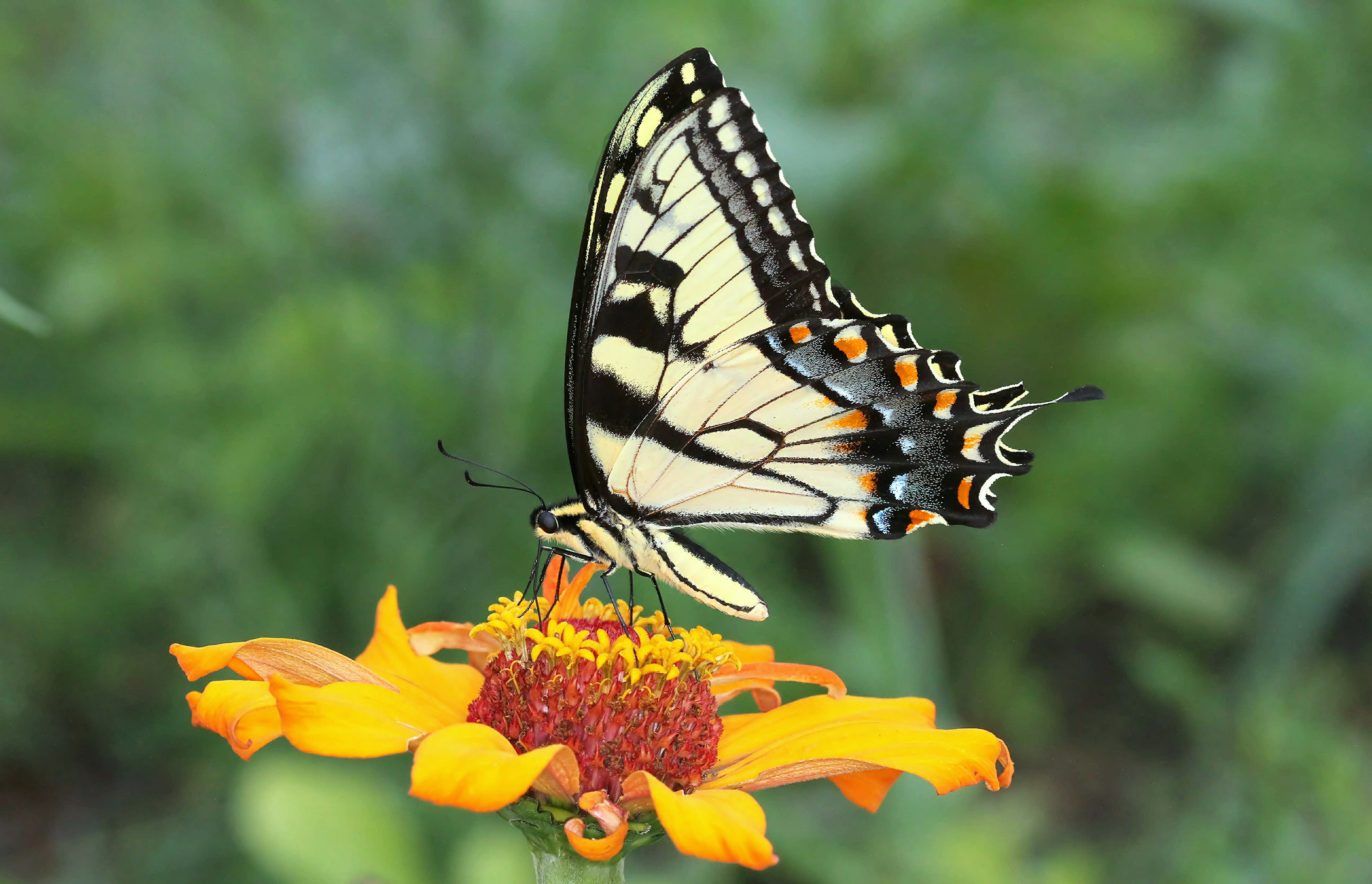 Tiger Swallowtail Butterfly perched on yellow flower