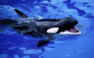white and black dolphin on blue body of water