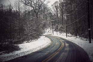 photo of road surrounded by trees covered with snow