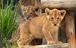 two Lion Cubs near green grass HD wallpaper