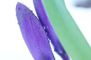 purple petal flower with water drop in shallow focus lens, crocus