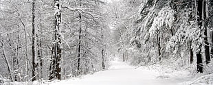 Wood,  Winter,  Snow,  Trees HD wallpaper