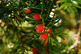 european yew, taxus baccata, food plant, conifer