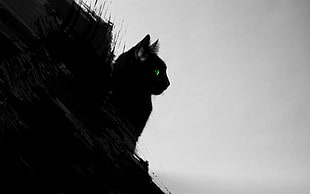 cat silhouette, cat, black cats, animals, green eyes HD wallpaper