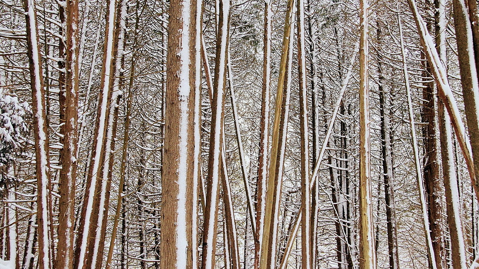 withered tree with snow illustration, nature, trees, forest, branch HD wallpaper