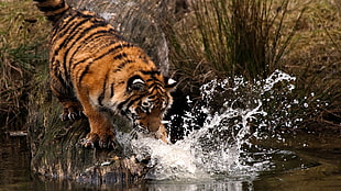 Siberian Tiger on river HD wallpaper