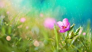 pink petaled flower with water droplets at rainy time