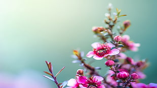 selective focus photograph of pink petaled flower, HTC One M8, HTC Sense 6