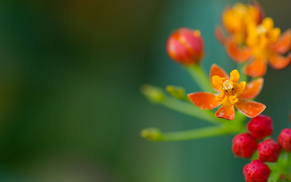 selective focus photography of a orange petaled flower HD wallpaper
