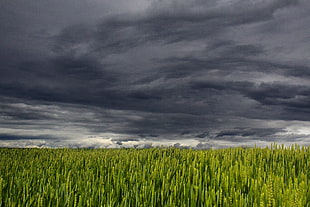 green field under gray clouds HD wallpaper